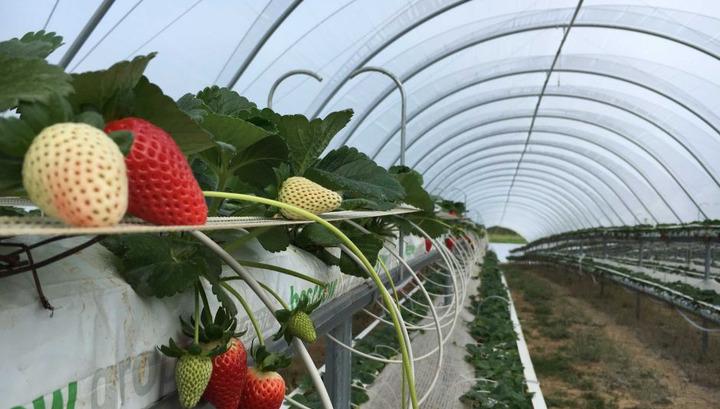 Մարդակեր… ԵԼԱԿ