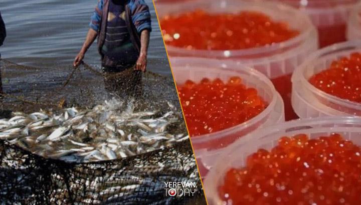 Հայաստանից կարգելվի սիգի ձկնկիթի արտահանումը