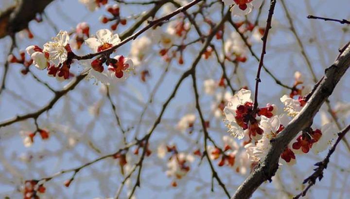 Ապրիլին օդի միջին ջերմաստիճանը կանխատեսվում է նորմայից բարձր