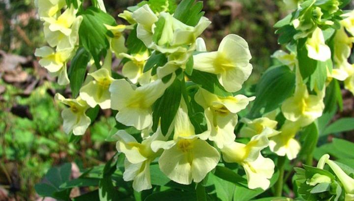 Կարմիր գրքում գրանցված բույսեր հավաքելու համար տուգանքը 80 հազար դրամ է