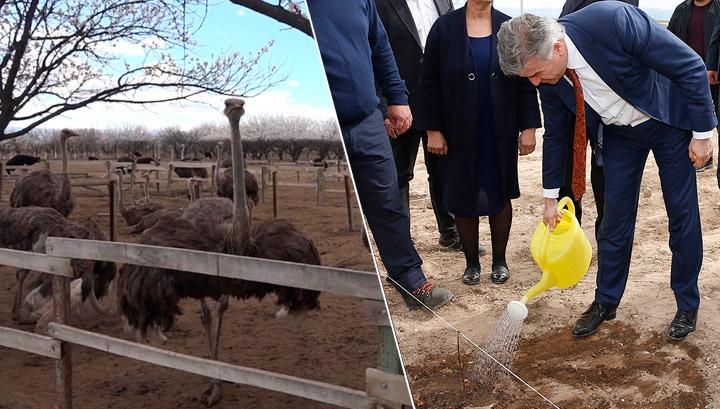 Հայաստանում ջայլամ են բուծում և ցանկանում են հիմնել պիստակի այգի