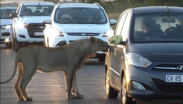 Տեսանյութ, թե ինչպես է առյուծը փորձում բացել ավտոմեքենայի դուռը