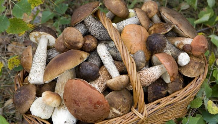 Ո՞ւմ է թույլ տրվում և ո՞ւմ թույլ չի տրվում սունկ ուտել