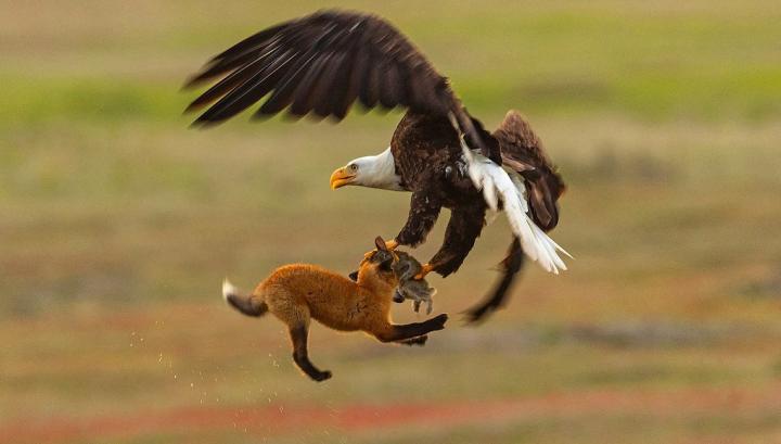 Պայքար՝ որսի համար. Ուշագրավ տեսանյութ