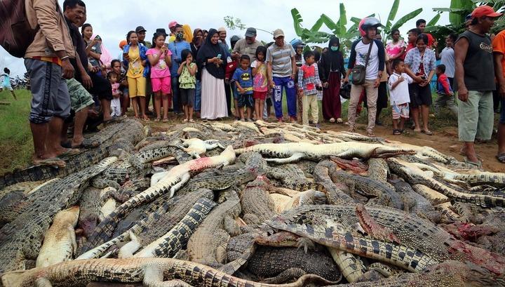 Կոկորդիլոսների սպանդ՝ ընկերոջ մահվան համար