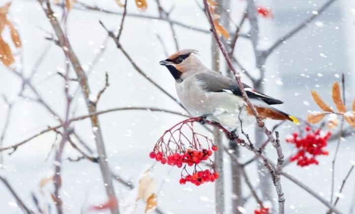 Այսօր երեկոյան ՀՀ որոշ շրջաններում սպասվում է ձյուն