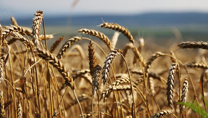 Հացահատիկի բեռնափոխադրումներերը Փոթի-ՀՀ հաղորդակցությունում կես գին են դառնում