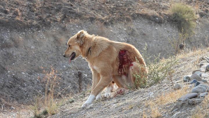 Մեկ ժամում 40-ից ավելի կրակոցներ մեր դիտակետի վրա