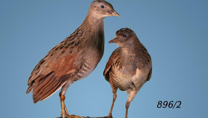 Քրեական գործ՝ Կարմիր գրքում գրանցված թռչուն որսալու համար