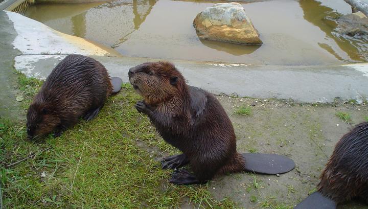 Մանվել Գրիգորյանի կուղբերն այսուհետ պետությունը կբուծի