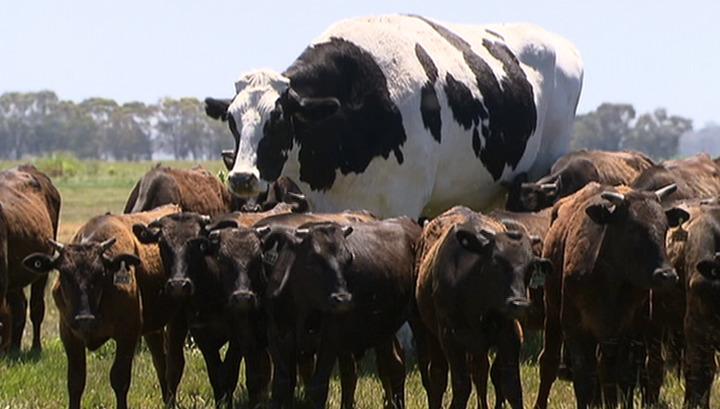 Ավստրալիայի ամենամեծ ցուլը․ տեսանյութ