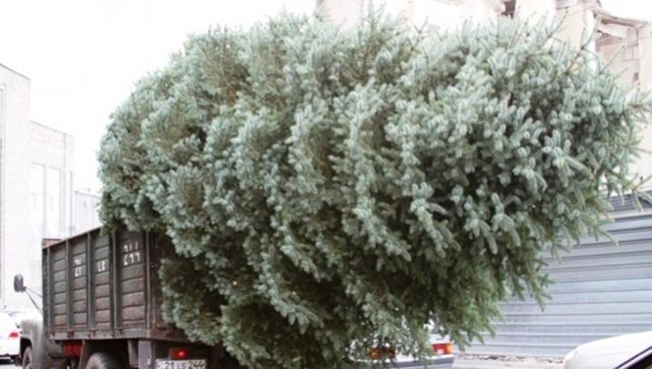 Ծառերի նախատոնական սպա՞նդ. «Ժողովուրդ»