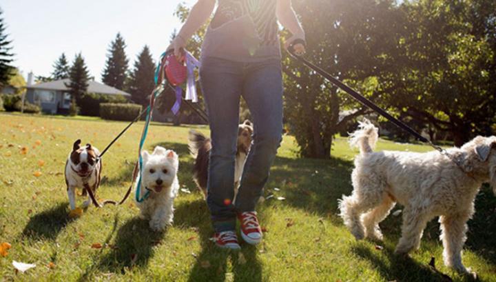 Ընտանի կենդանիներ ունեցողները պատրաստվում են բողոքի ակցիայի. 168.am