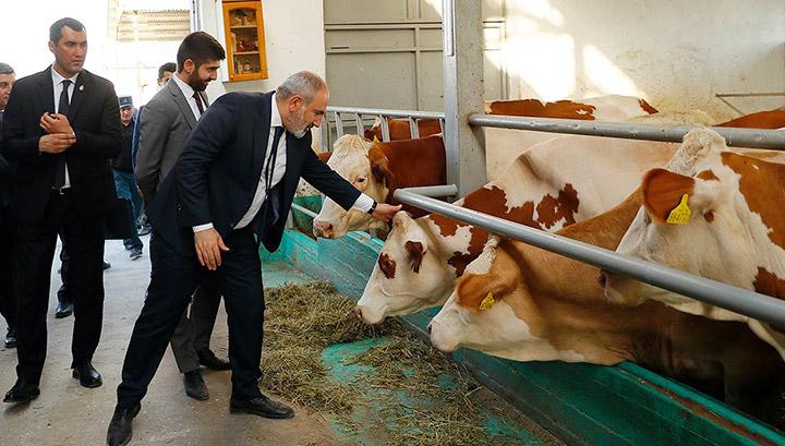 Տանիք, ցանկապատ, սղոց, չժանգոտվող կեռիկ.․․ Ի՞նչ պետք է ունենա սպանդանոցը, ըստ կառավարության