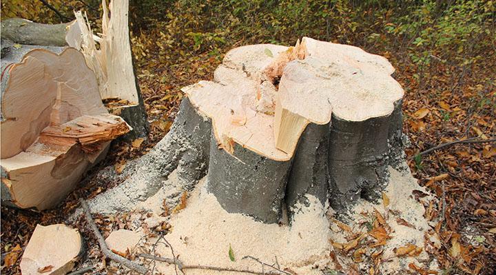 Լոռու մարզում ապօրինի ծառահատման դեպքի առթիվ հարուցված քրեական գործն ուղարկվել է դատարան. ՔԿ