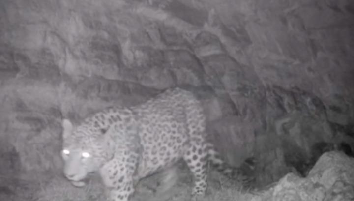 Վայոց Ձորում կրկին ընձառյուծ է նկատվել