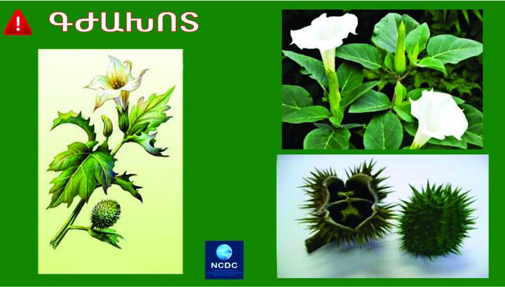 Ի՞նչ անել բույսերից չթունավորվելու համար․ ԱՆ խորհուրդները