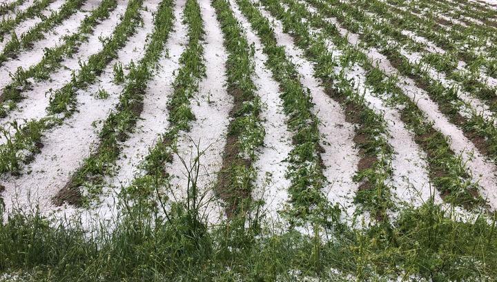 «Գյուղացիք ծառերի տակ նստած լացում են». news.am