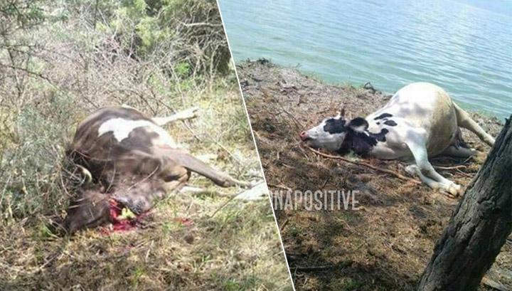 Ահազանգում են Սևանից ջուր խմելու հետևանքով կենդանիների անկման մասին