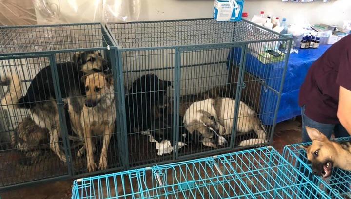 Ի՞նչ պայմաններում են պահվում ստերջացվող շները․ ավագանու անդամն ահազանգում է