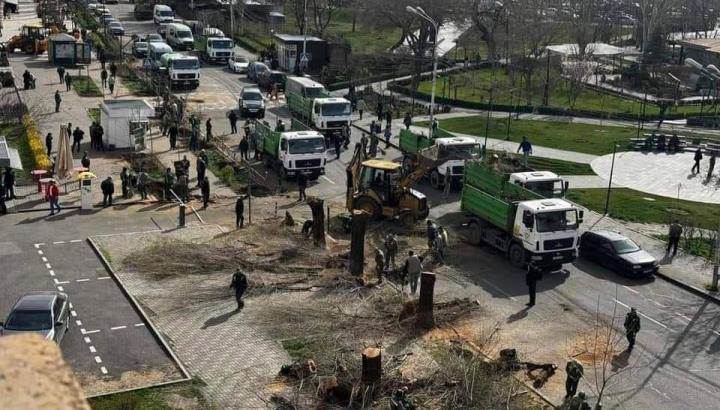 Երևան քաղաքում ծառահատումները հասել են աննախադեպ քանակի․ Սոնա Աղեկյան