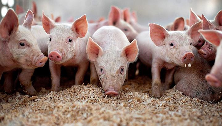 Սյունիքում արձանագրվել են խոզերի անկման դեպքեր