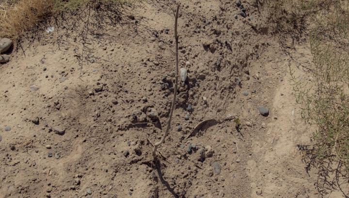 Համապետական ծառատունկ. Արմավիրի մարզում տնկիների 90%-ը չորացել է.  Hetq.am