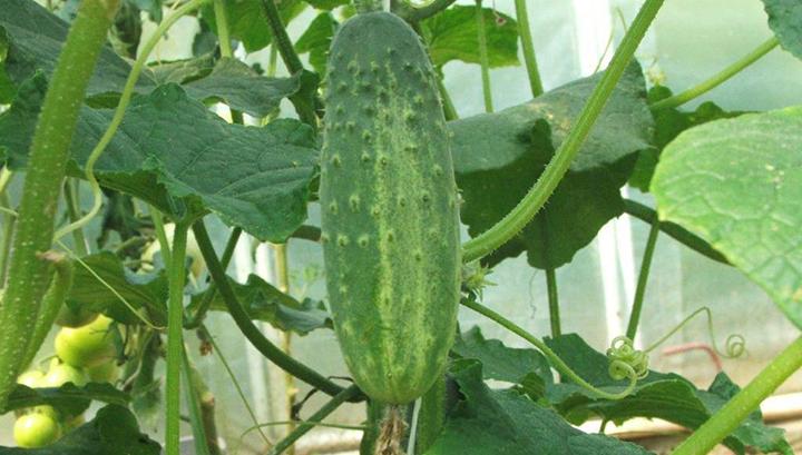 Դատավոր ճնշելու «նուրբ արվեստը»...