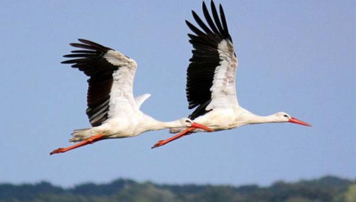 Թռչունները վերադարձել են բնություն. նախարարություն