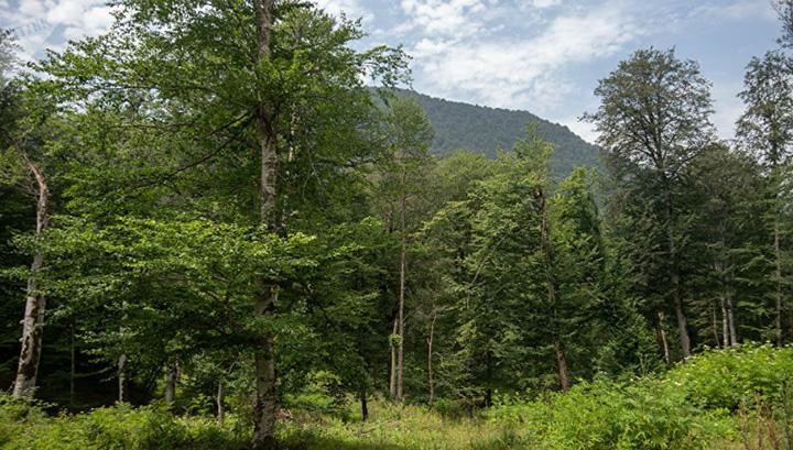 Կառավարությունը 424 մլն դրամ կհատկացնի «Հայանտառ»-ին