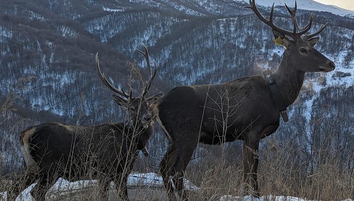 Եղջերուին վնասելու դեպքում պետությանը պատճառված վնասը հաշվարկվելու է 15 մլն դրամ