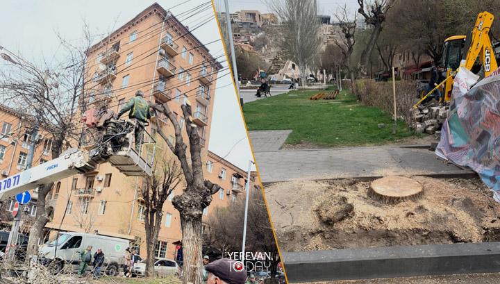 Ծառերի սպանդ՝ Երևանում․ տեսանյութ, թե ինչպես են առողջ ծառերը կտրում