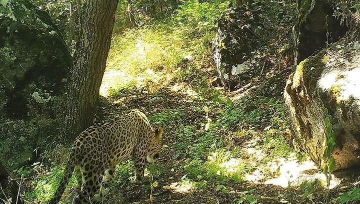 Կովկասյան ընձառյուծը՝ Սյունիքի մարզում