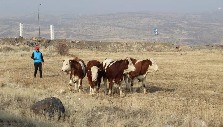 Ցեղական տավարները շատացան