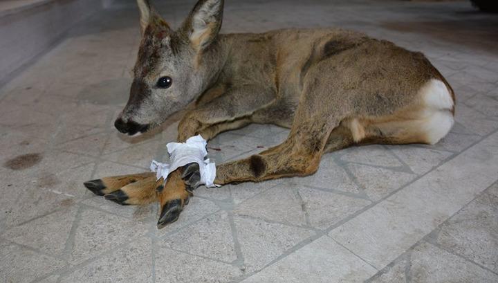 Շուշիում այծյամ է հայտնաբերվել