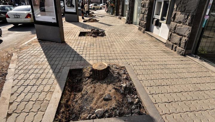 Երևանի քաղաքապետարանը սակուրայի մեկ տնկին ձեռք է բերել 65-72 հազար դրամով․ hetq.am