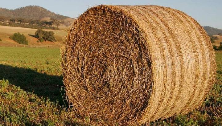 Անասնակերի դեֆիցիտ կա. ինչպես է լուծվելու խնդիրը. «Ժողովուրդ»