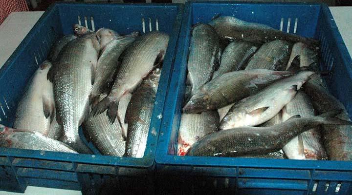Առգրավվել է 3623 հատ ընդհանուր քաշով 1280 կգ «Սիգ» տեսակի ձուկ