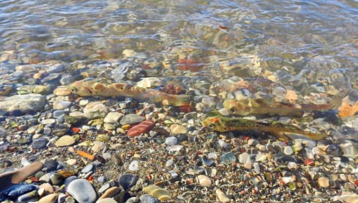 Իշխանի մոտ 300․000 մանրաձուկ է բաց թողնվել Սևանա լիճ