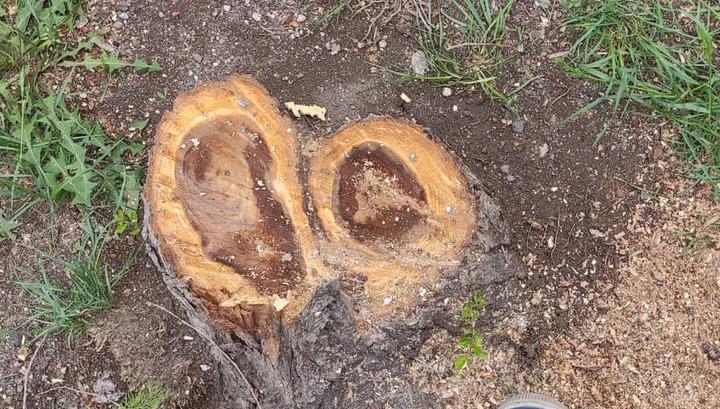 82 մլն 168 հազար դրամ 1080 ծառի համար, որից տնկվել է մոտ 400-ը․ «Ժողովուրդ»