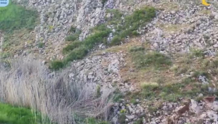 Բեզոարյան այծերի մի ողջ հոտ՝ Կովկասյան կենսաբազմազանության ապաստարանում