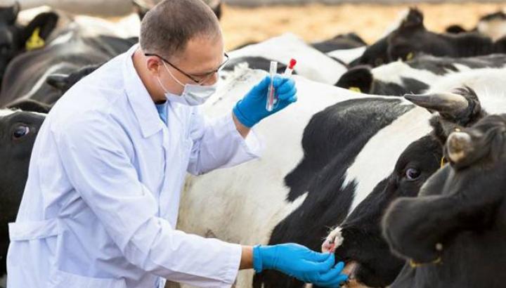 Անասնաբույժի օրը կնշվի ուրբաթ, քանի որ շաբաթ օրը կարող է համընկել քաղաքացու օրվա հետ