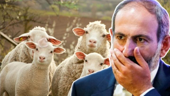 Մինչ դատարկվում է Բերձորն ու Աղավնոն՝ Նիկոլը վեց գառով քեֆ է արել Եղիպատրուշում. Iravunk.com