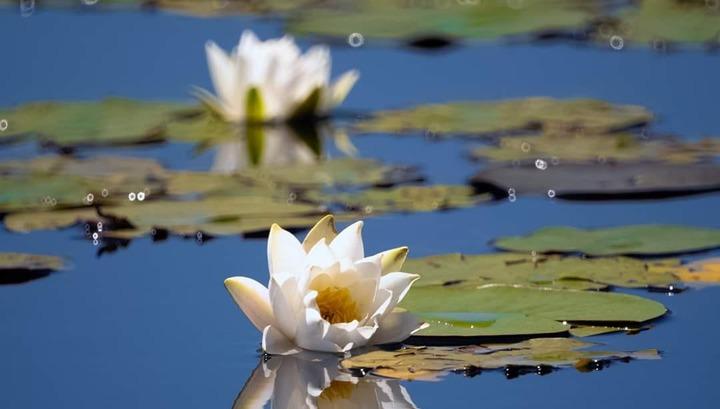 Երևանի փողոցներում ՀՀ Կարմիր գրքում գրանցված ջրաշուշան է վաճառվել