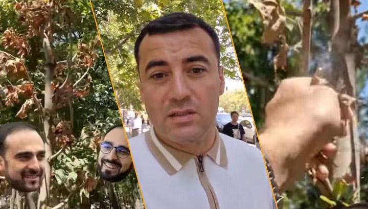 Տիգրան Ավինյանի տնկած թանկարժեք ծառերն են` հիվանդ, չորացած տերևներով. Արթուր Չախոյան