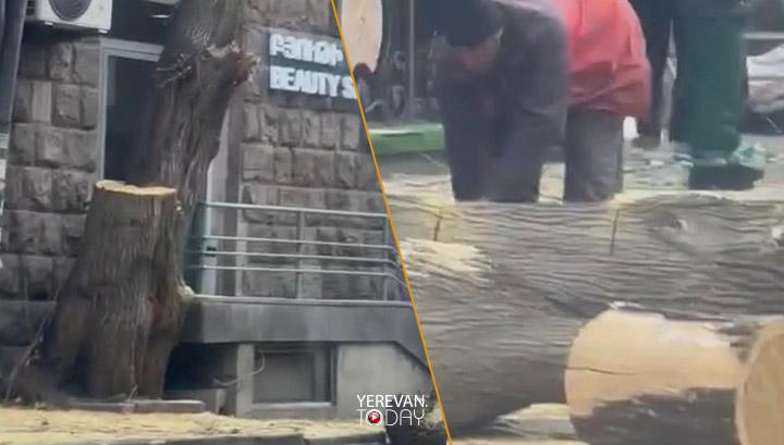 Հենց այս պահին Երևանի քաղաքապետարանի աշխատակիցները հատում են Ամիրյան փողոցի մի ամբողջ մայթի միակ ծառը․ Էդուարդ Հայրումյան