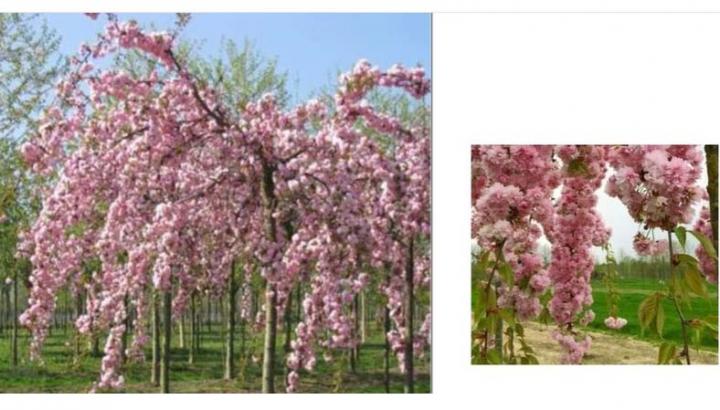 Իսկ Երևանում նոր ծառաթփատեսակներ կտնկվեն