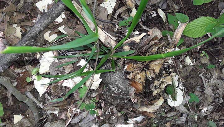 Ապօրինաբար ծառեր են հատվել