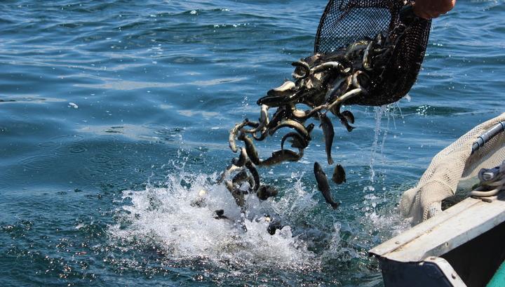 Այսօր Սևանա լիճ բաց կթողնվի շուրջ 220.000 մանրաձուկ