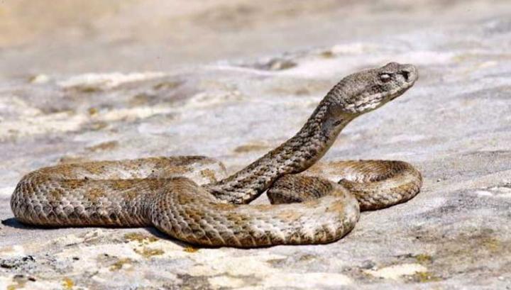 Բազմաղբյուր գյուղում գյուրզա օձը երկու տեղով կծել է 12-ամյա տղա